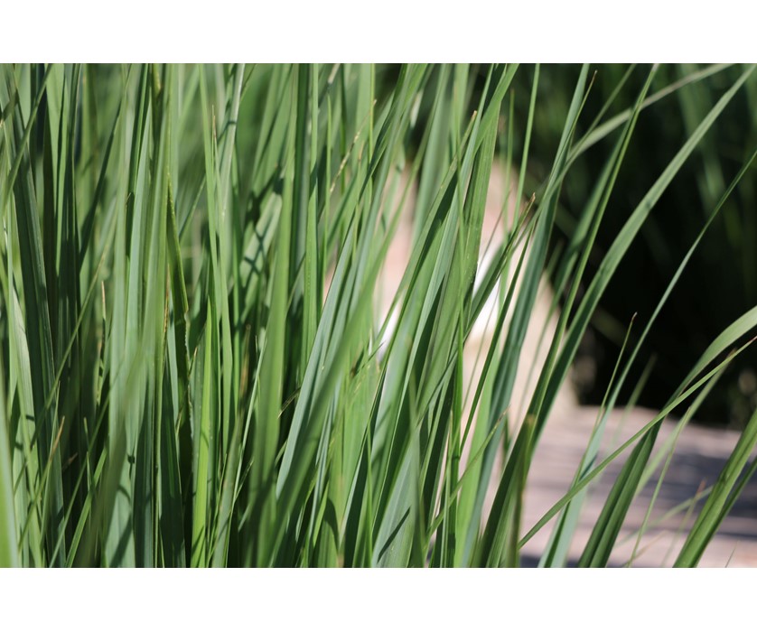 Northwind Switchgrass
